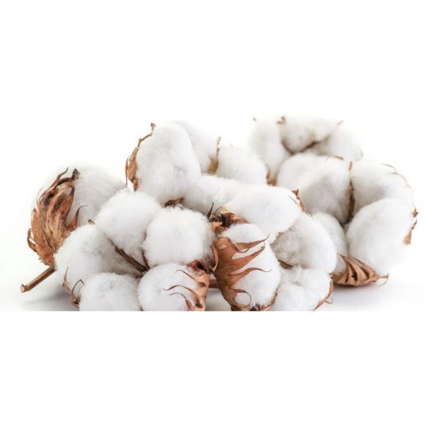 Grade A Pure Raw Cotton